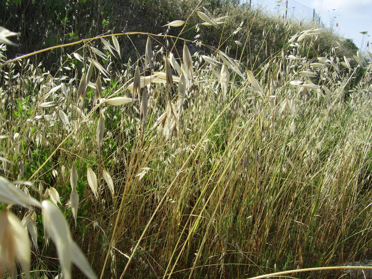 dry grasses weeds free photo