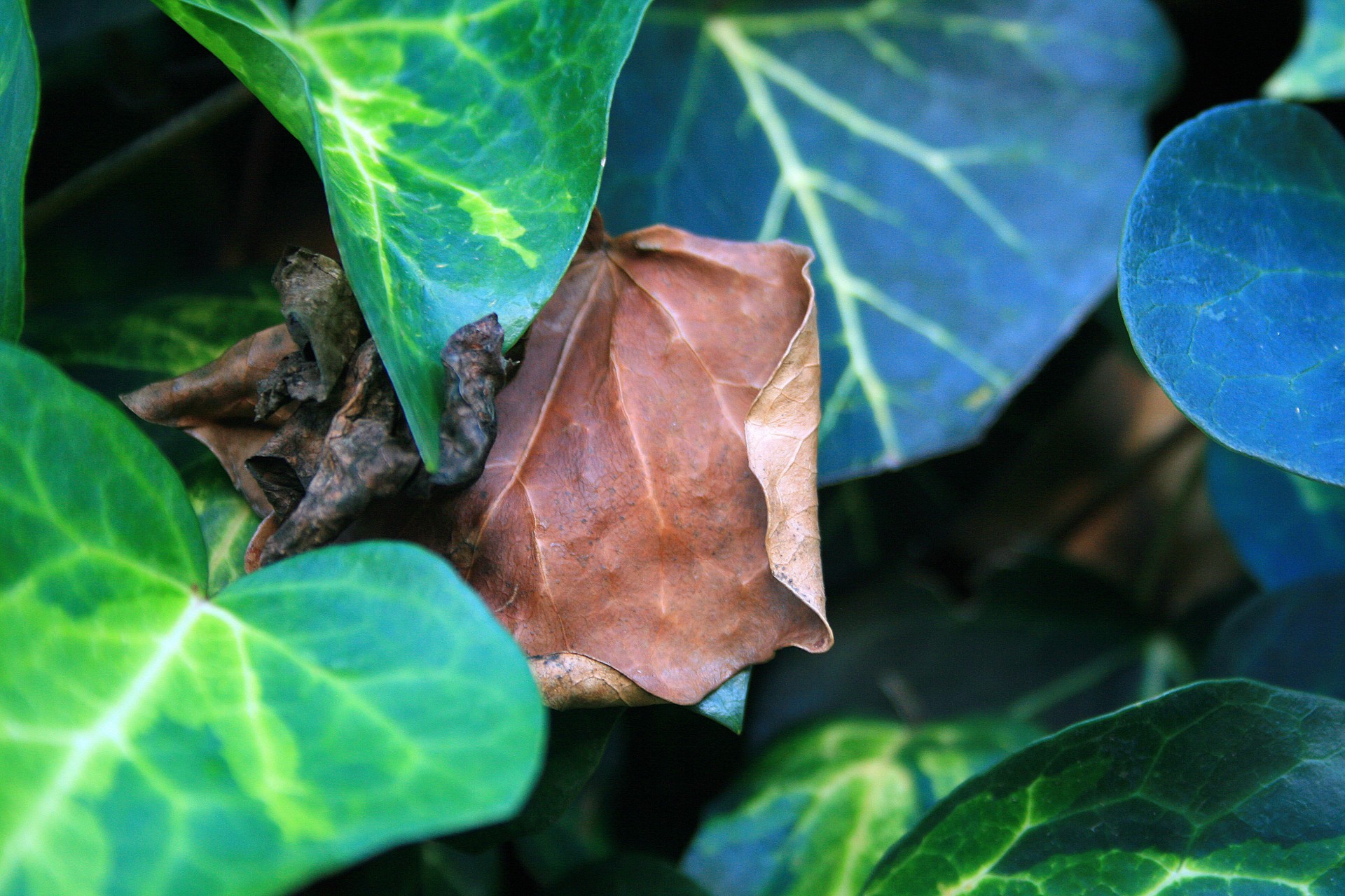 leaf ivy dry free photo