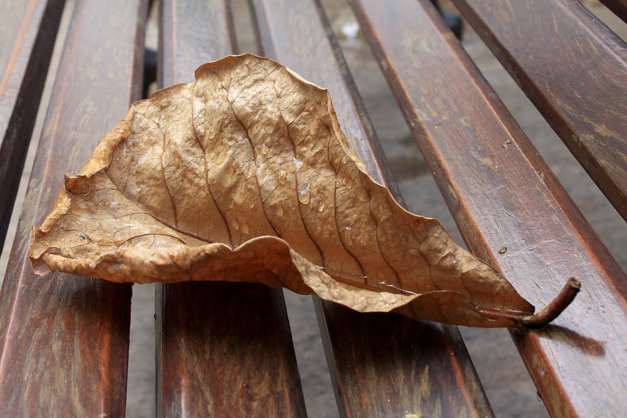 dry leaf wet drops free photo