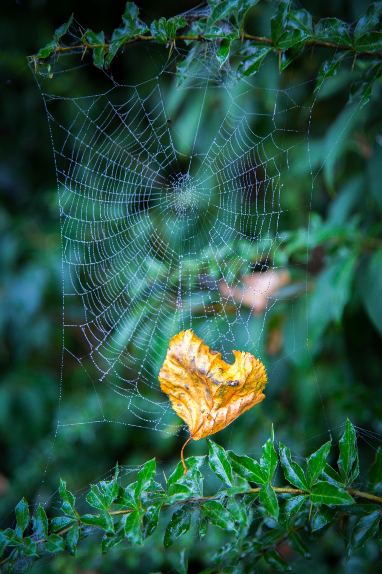 cobweb web leaf free photo