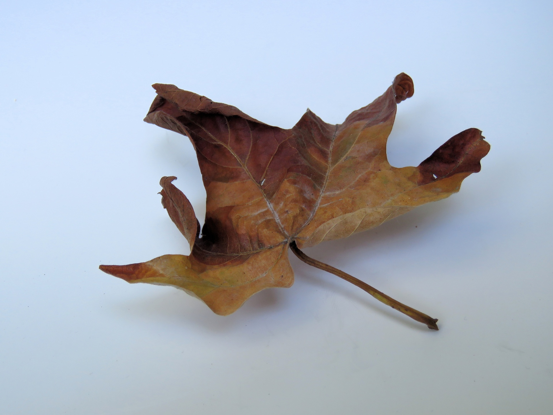 dry leaf closeup free photo