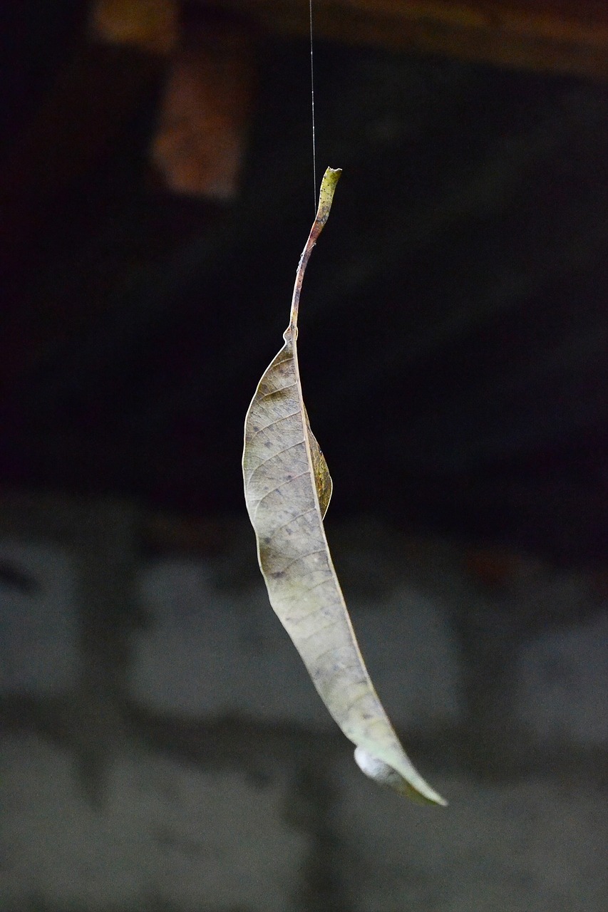 dry leaf leaf on web spider web free photo