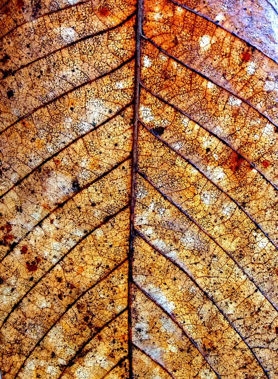 dry leaf nature autumn free photo