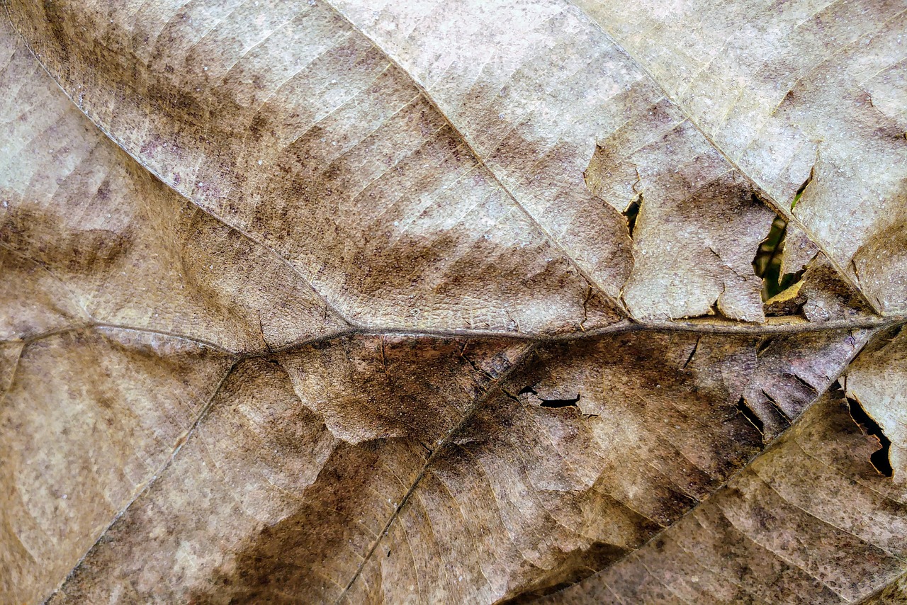 dry leaf textures fall free photo