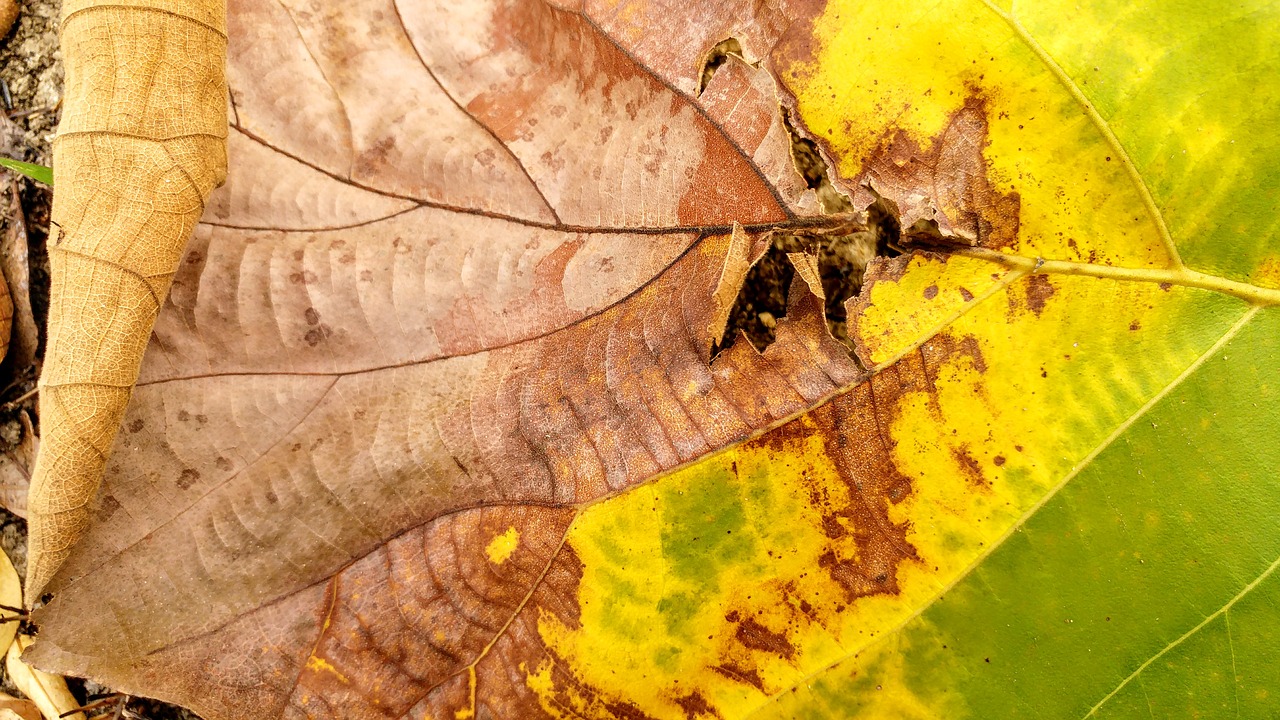 dry leaf fall leaves free photo