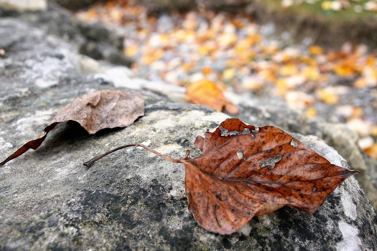 dry leaf staccato autumn free photo