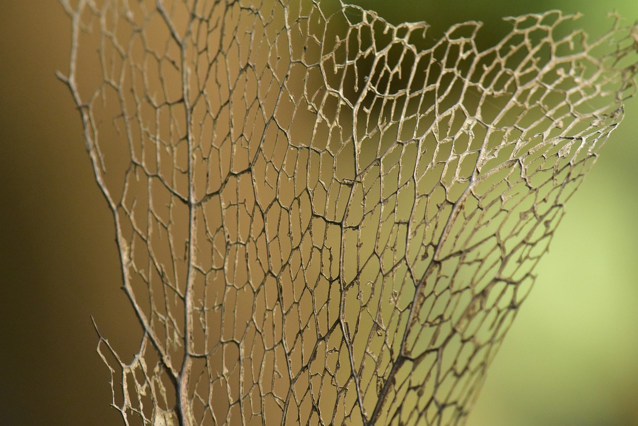 dry leaf leaf frame skeleton free photo