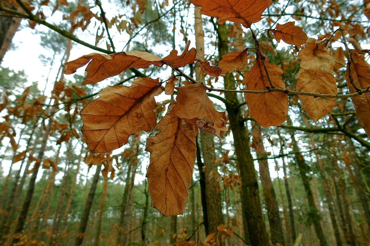 dry leaf winter tree free photo