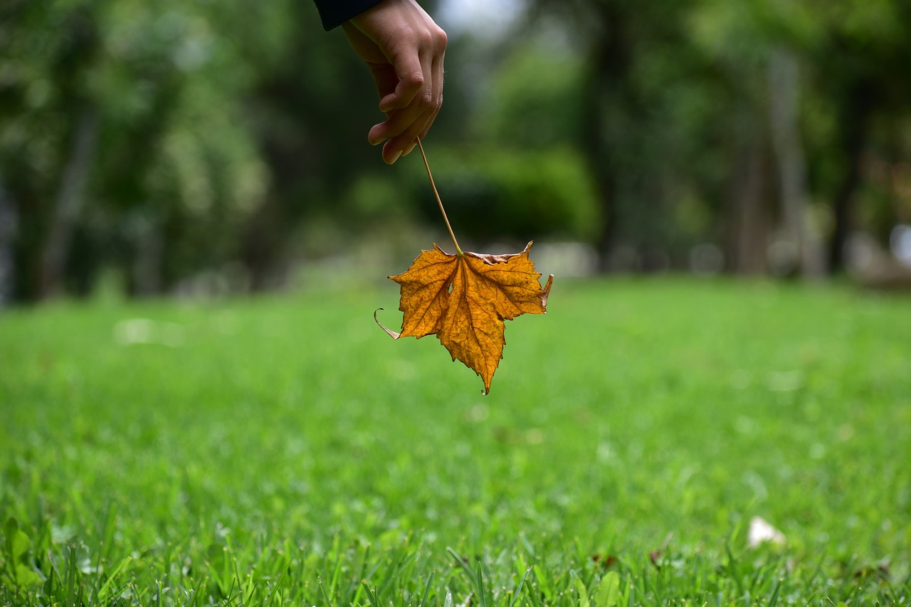 dry leaf  end  yellow free photo