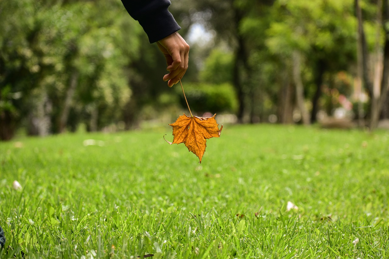 dry leaf  end  yellow free photo