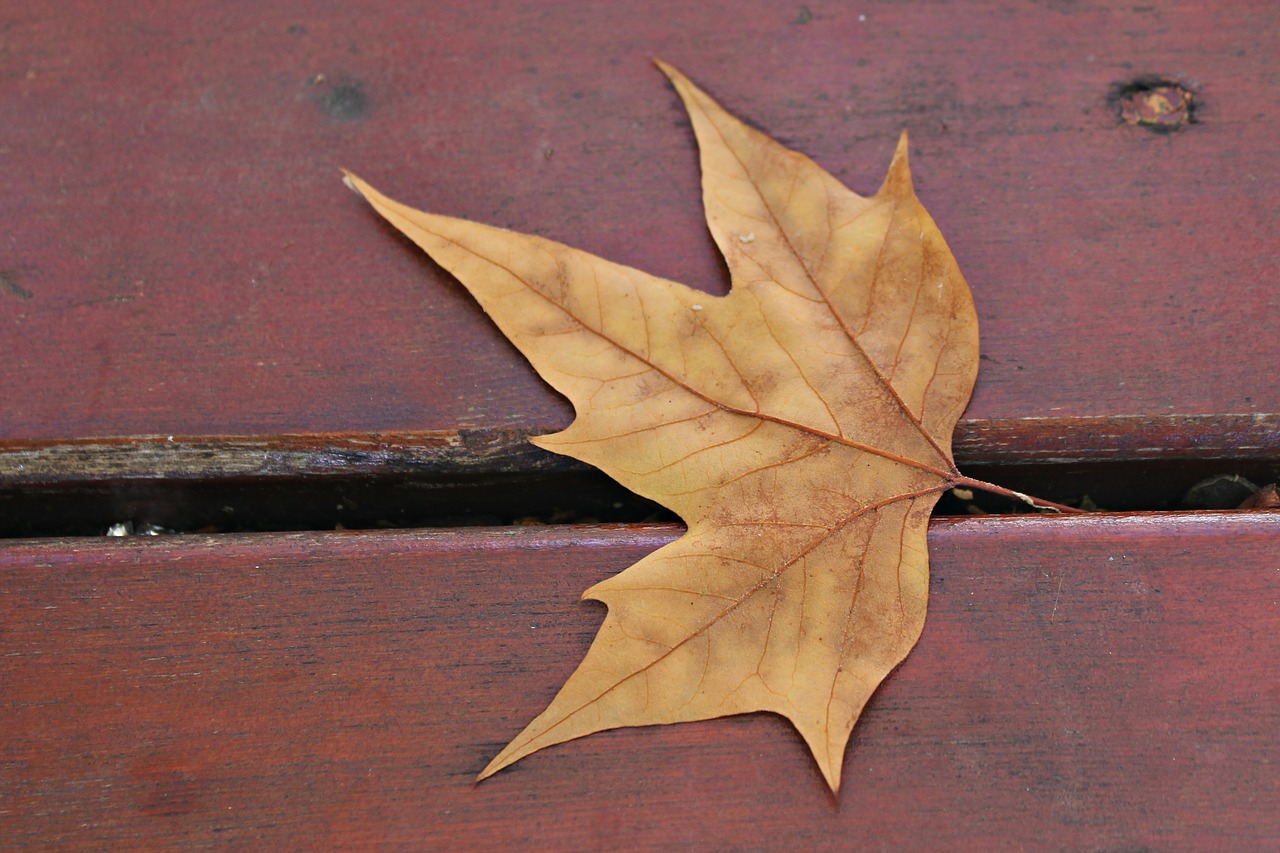 dry leaf leaf autumn free photo