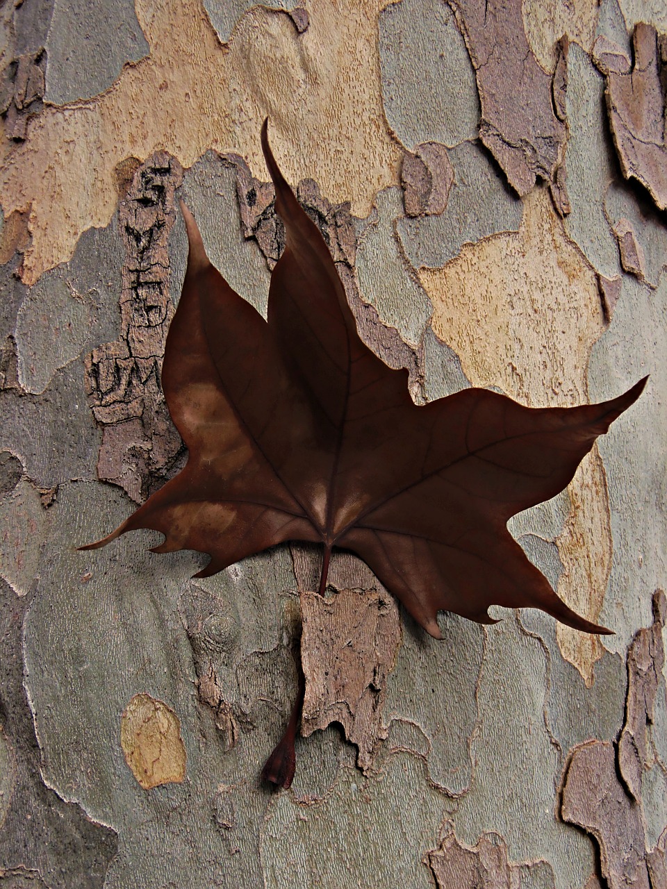 dry leaf nailed bark free photo