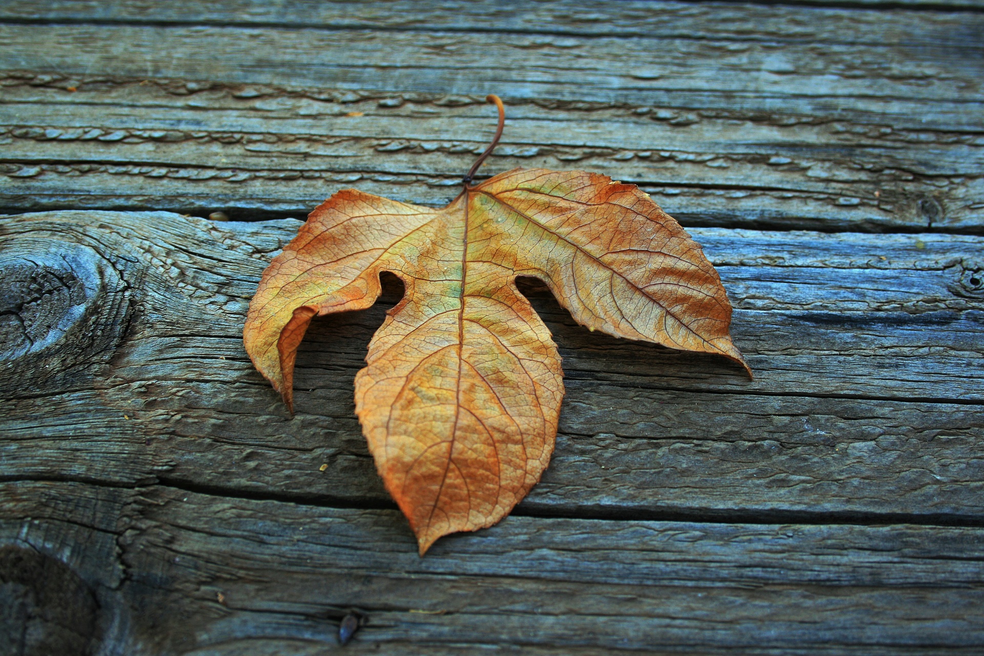 leaf dry brown free photo