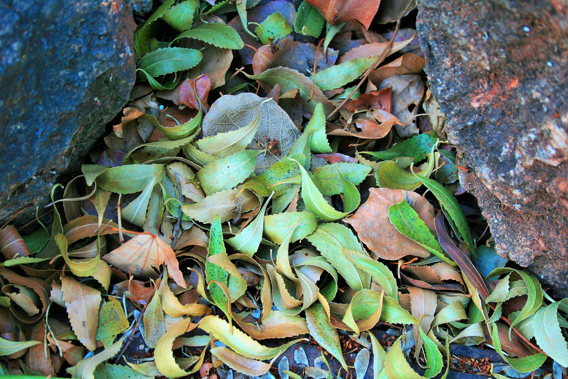 leaves fallen green free photo