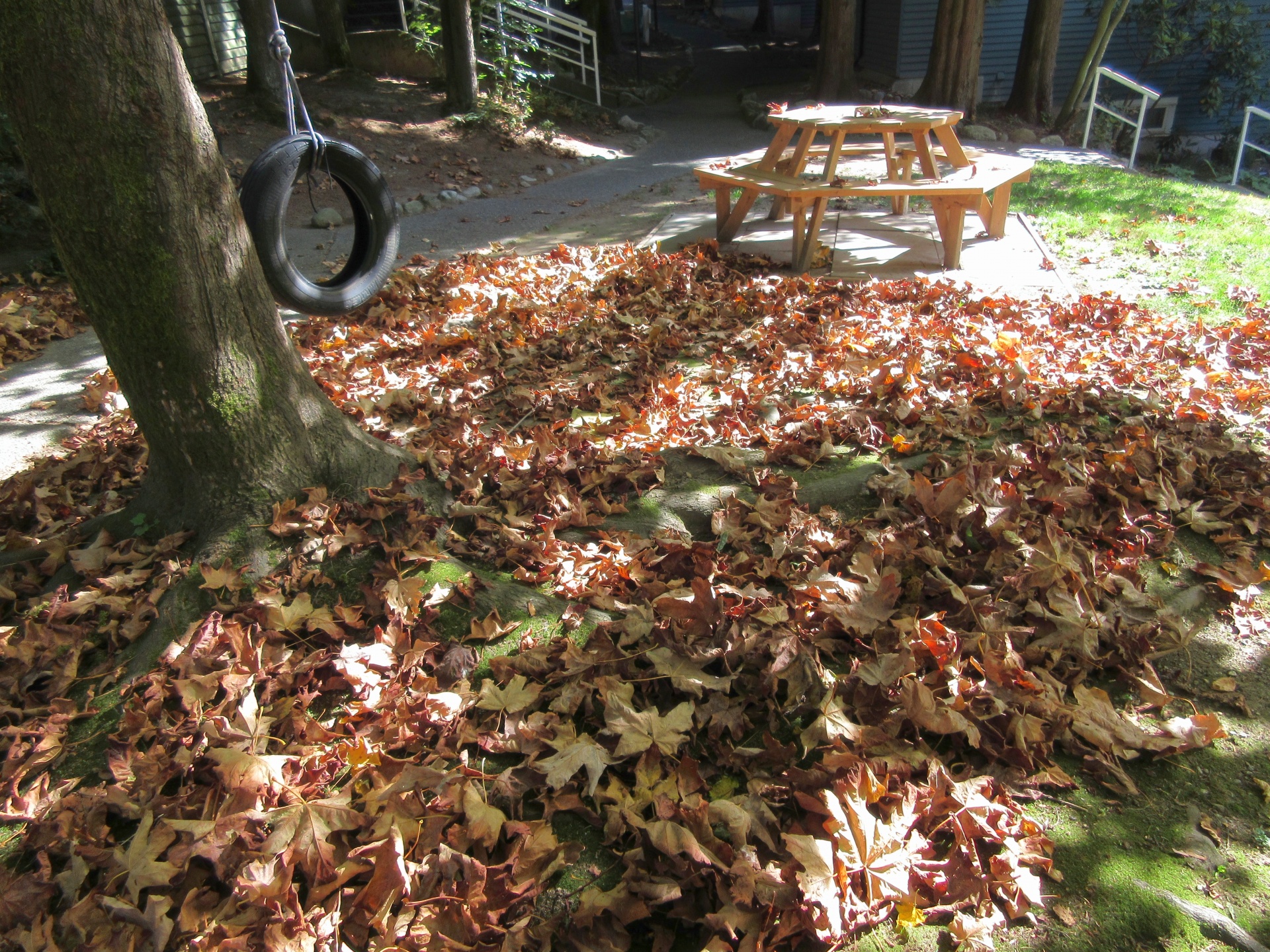 dry leaves park free photo