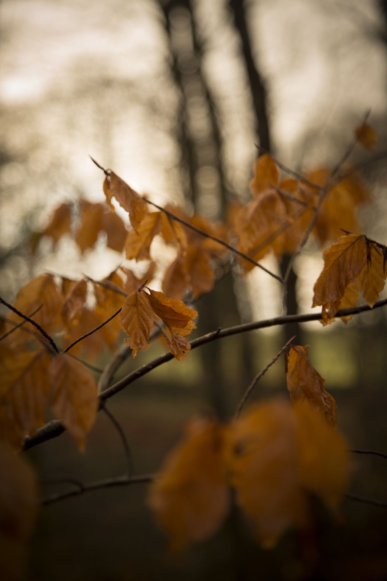 leaves leaf seasons free photo