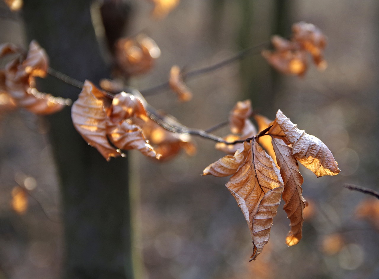 dry leaves autumn early spring free photo