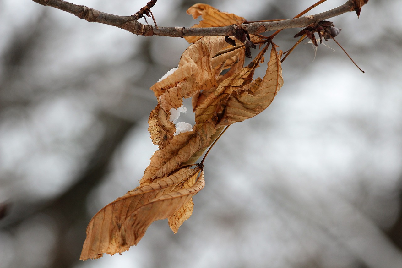 dry leaves  branch  winter free photo