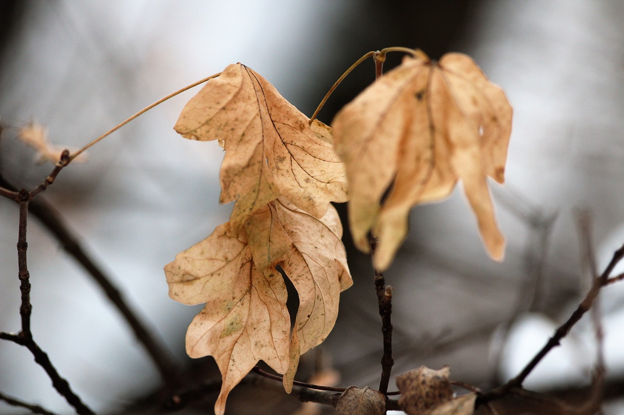 dry leaves  branch  winter free photo