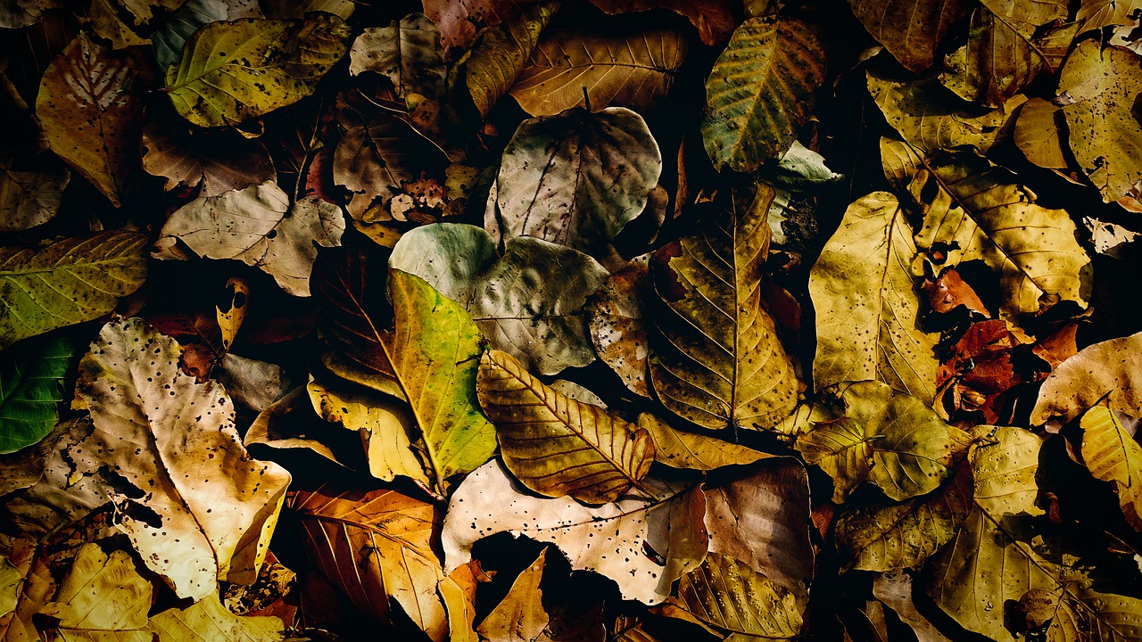 Dry leaves, fallen, dry, dead leaves, background - free image from  