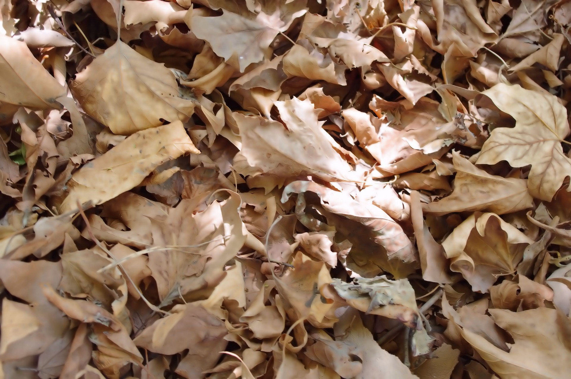 dry leaves background free photo