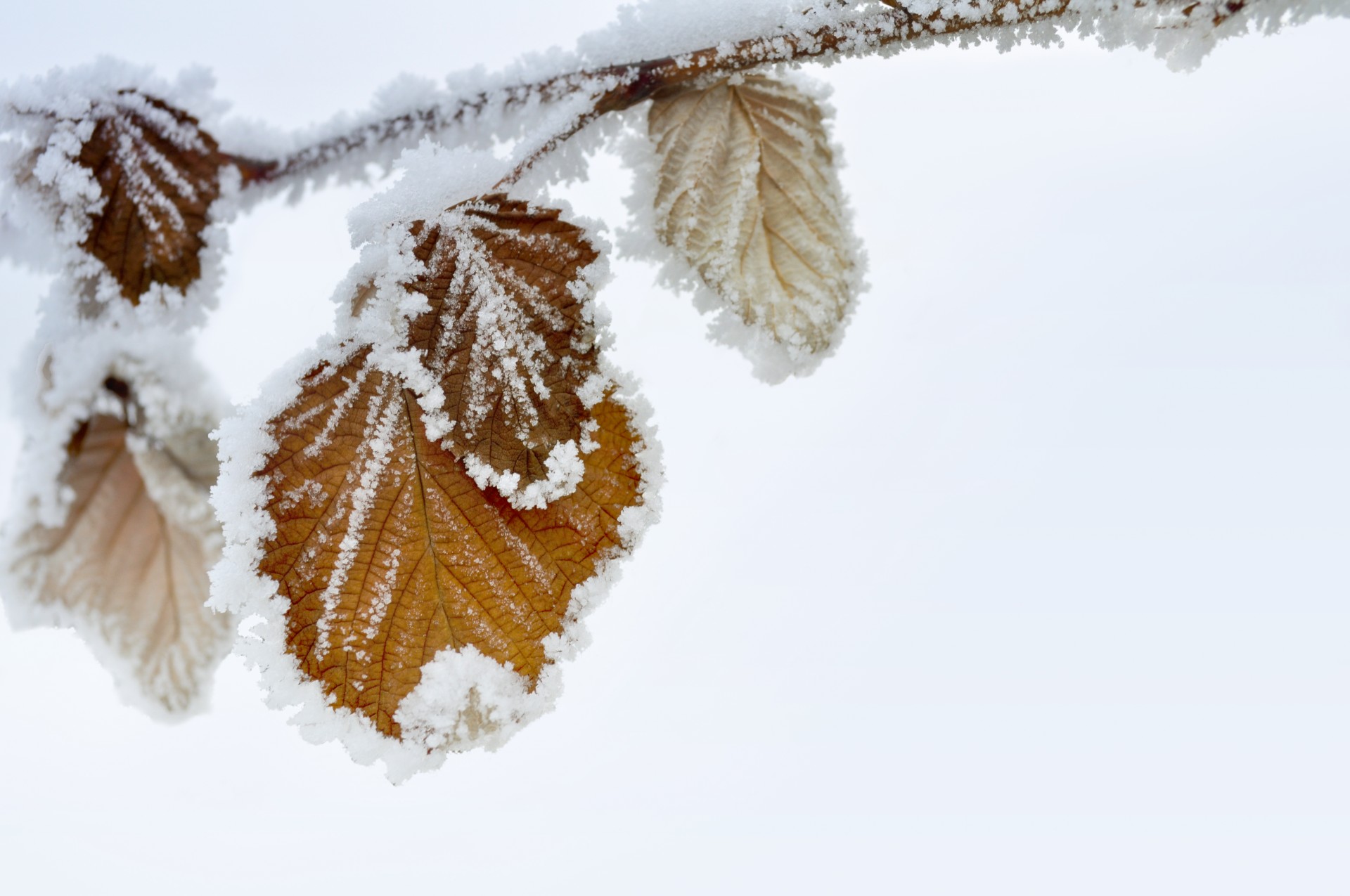 winter snow frost free photo