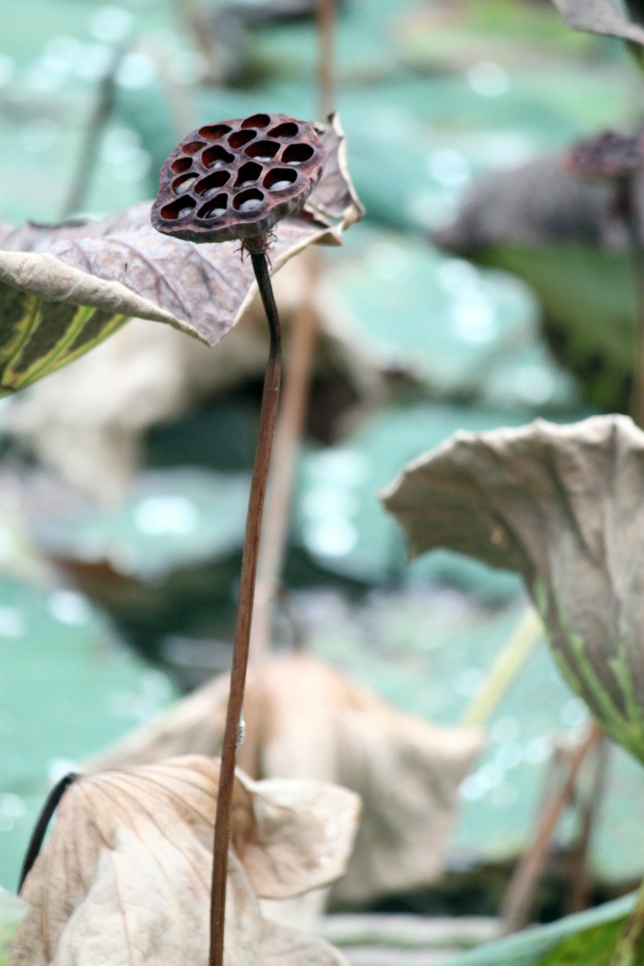 dry lotus fruit free photo