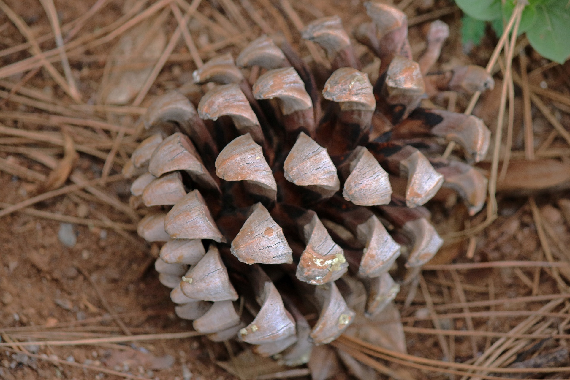 cone pine dry free photo