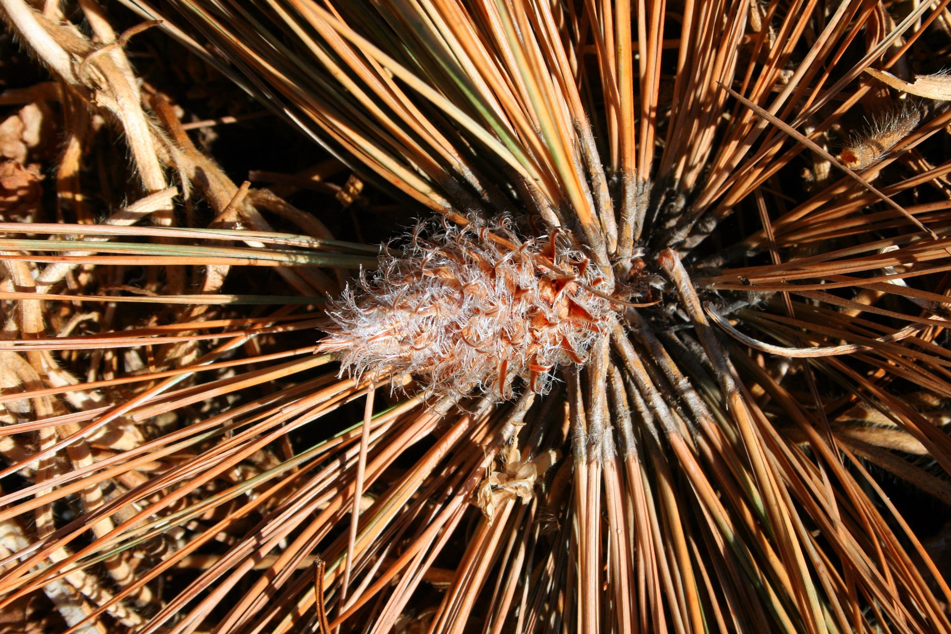 pine cone needles free photo