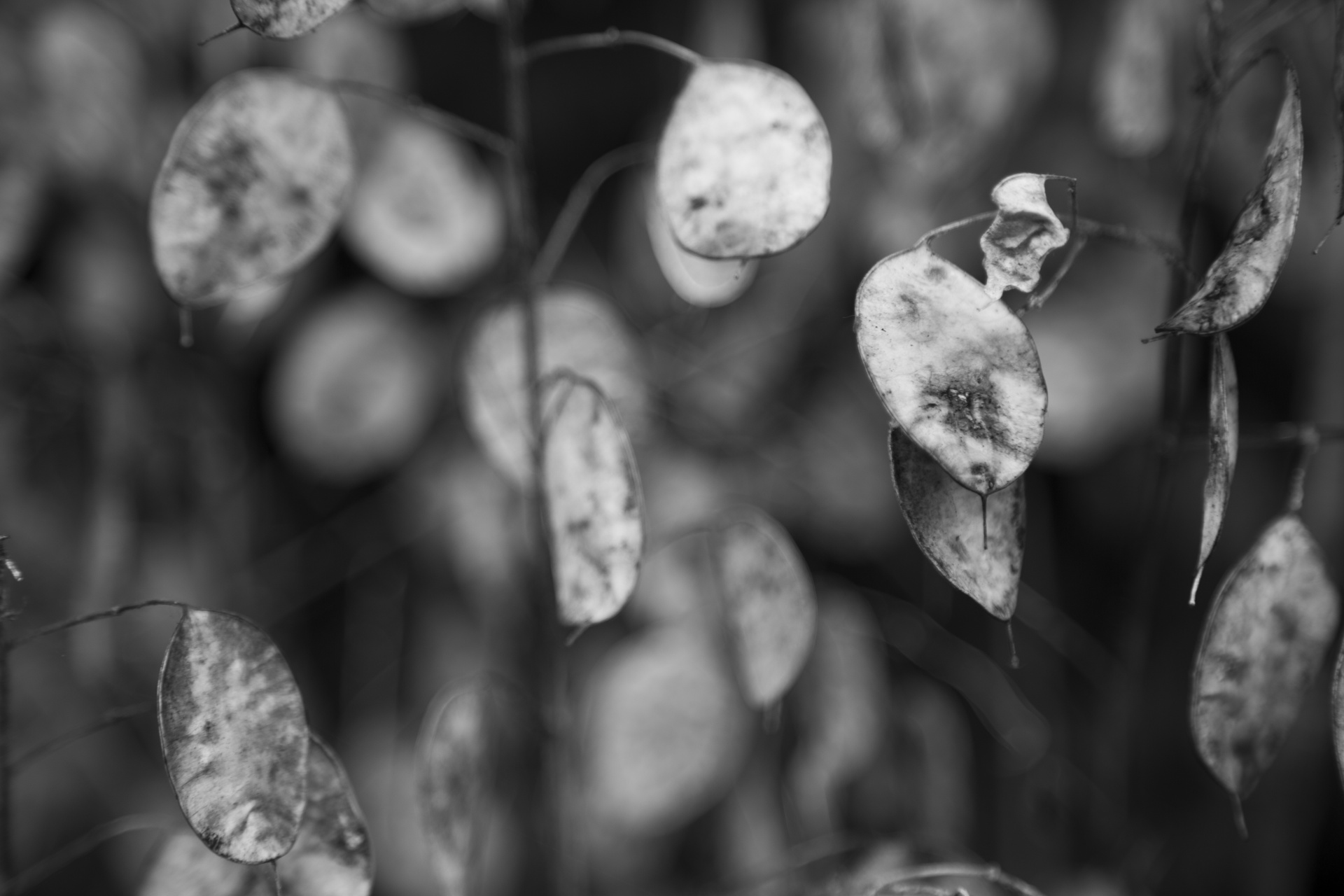 dry plant nature free photo