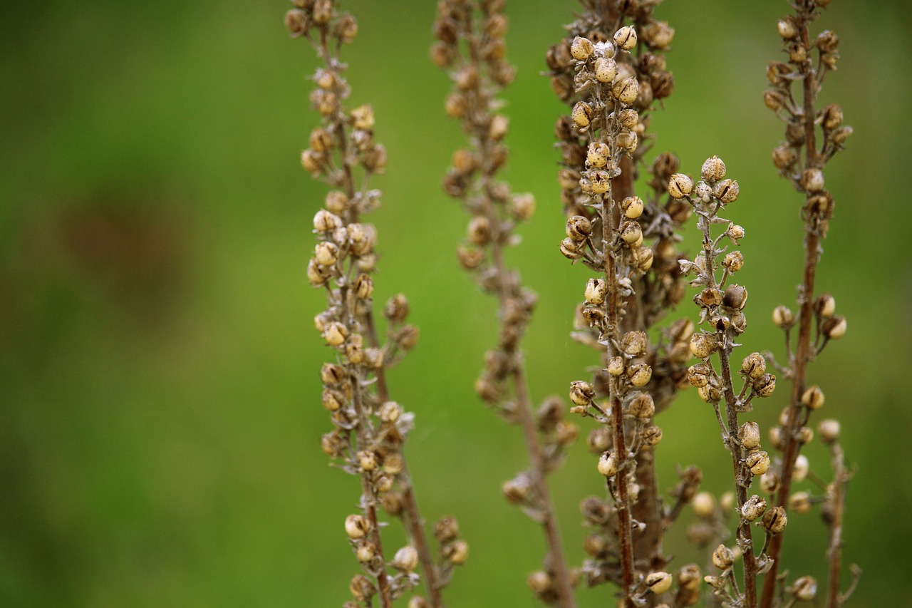 dry plant  nature  plant free photo