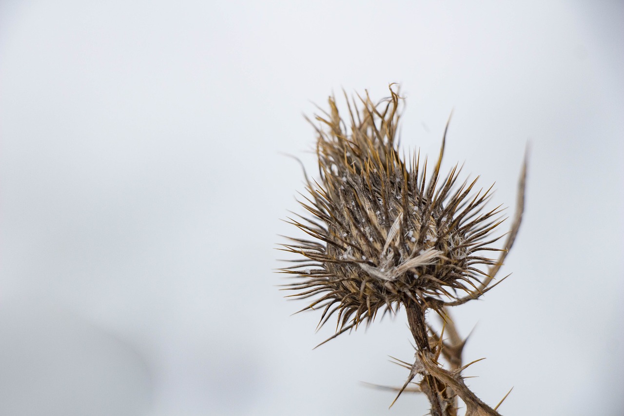 dry plant  winter  nature free photo