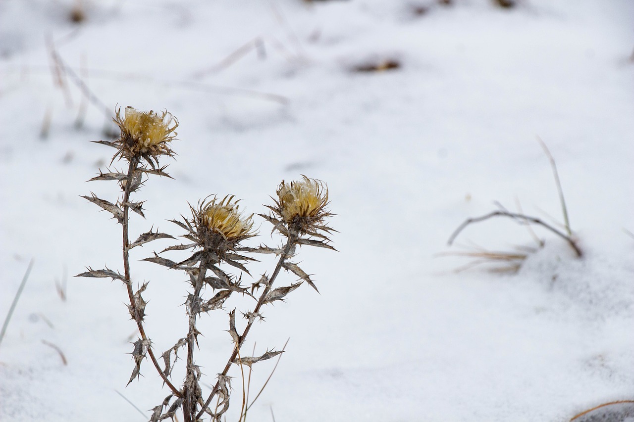 dry plant  winter  nature free photo