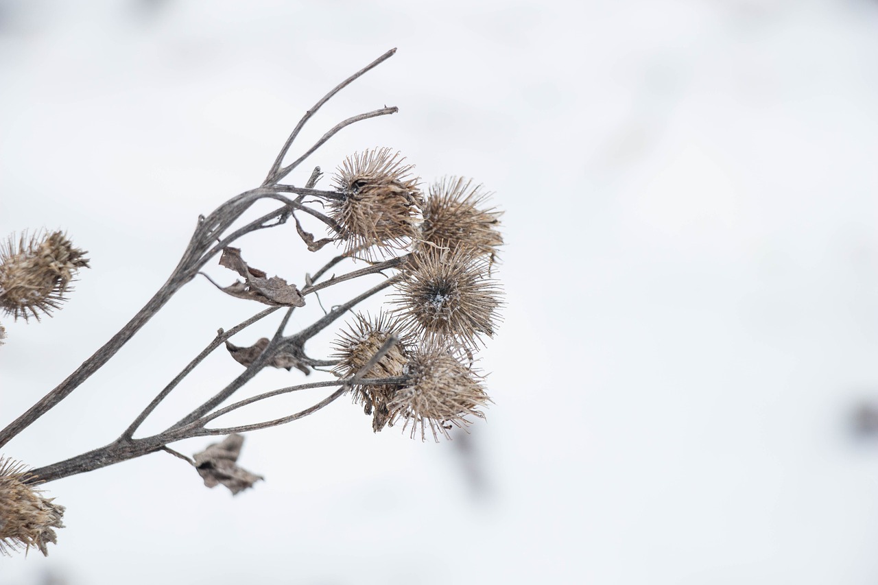 dry plant  winter  nature free photo