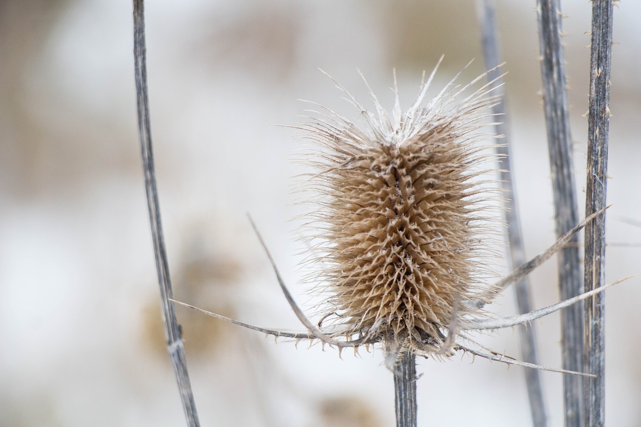 dry plant  winter  nature free photo