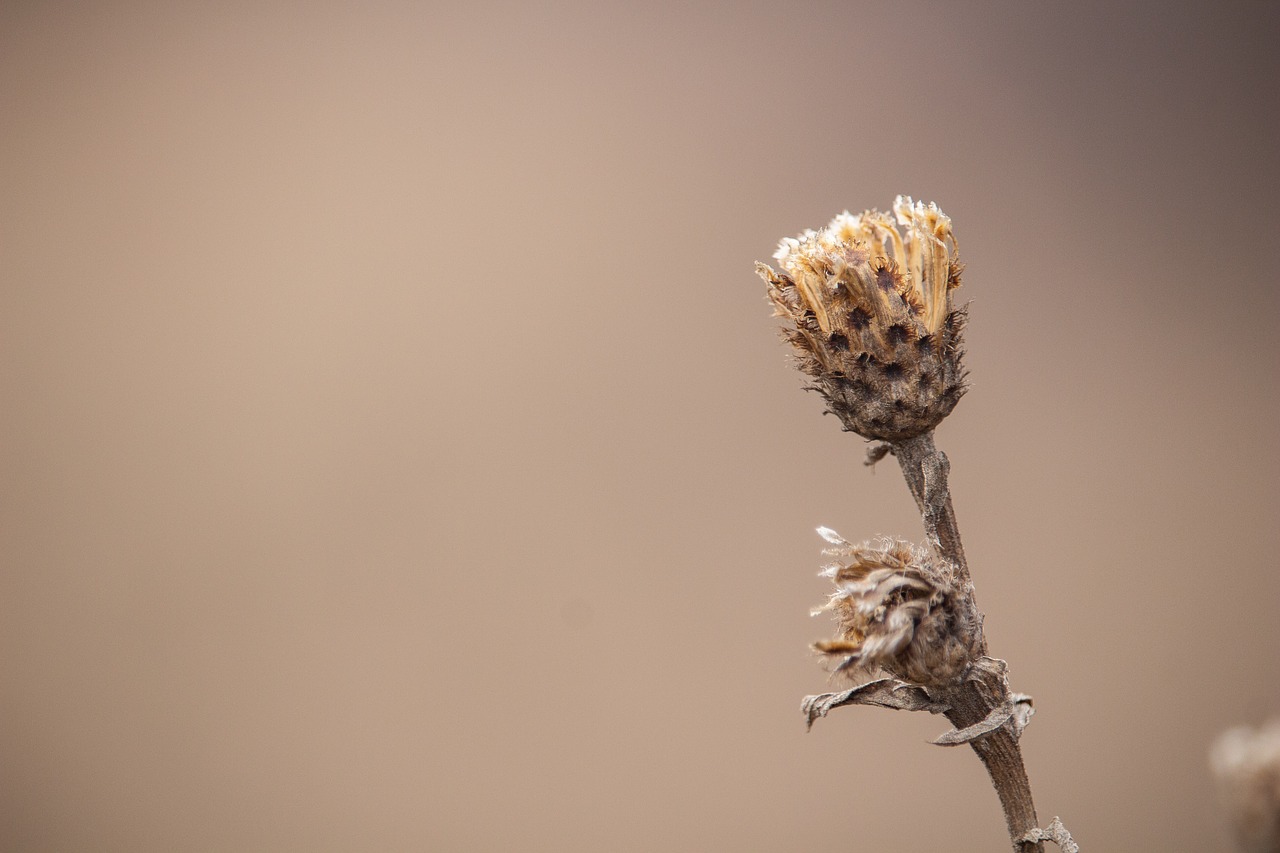 dry plant  plants  herbal free photo