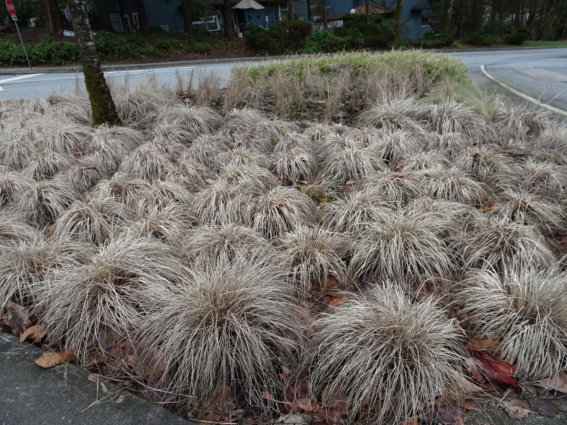 dry plants grass free photo