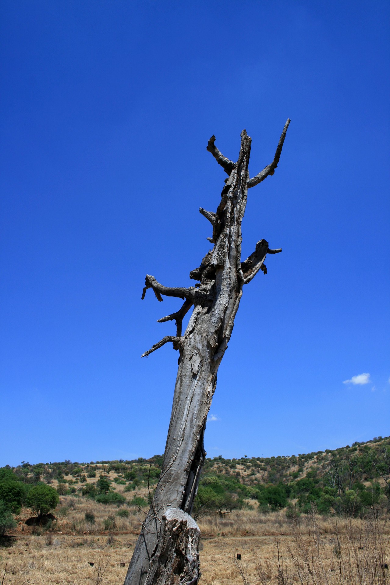 tree stump dry free photo