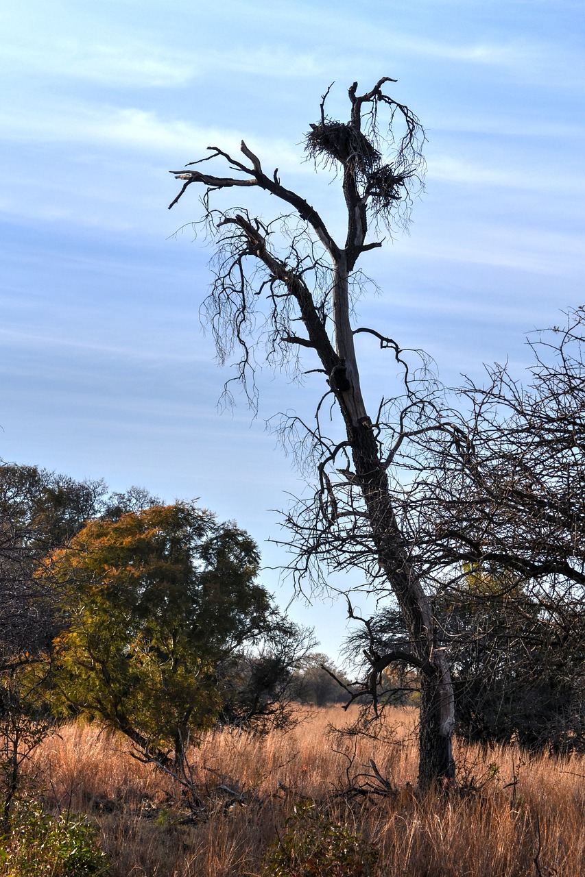 dry tree safari game farm free photo