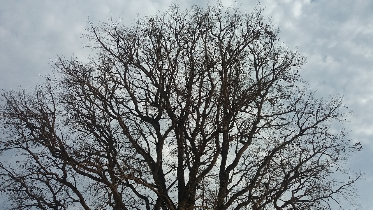 dry tree cloudy nature free photo