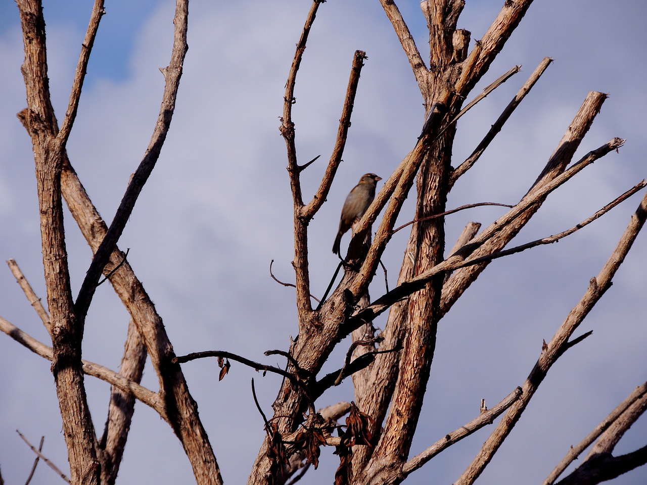 dry tree twigs tree free photo