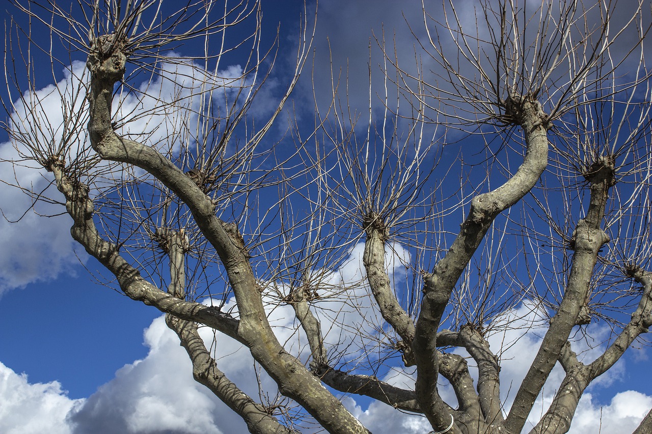 dry tree  sky  cloud free photo
