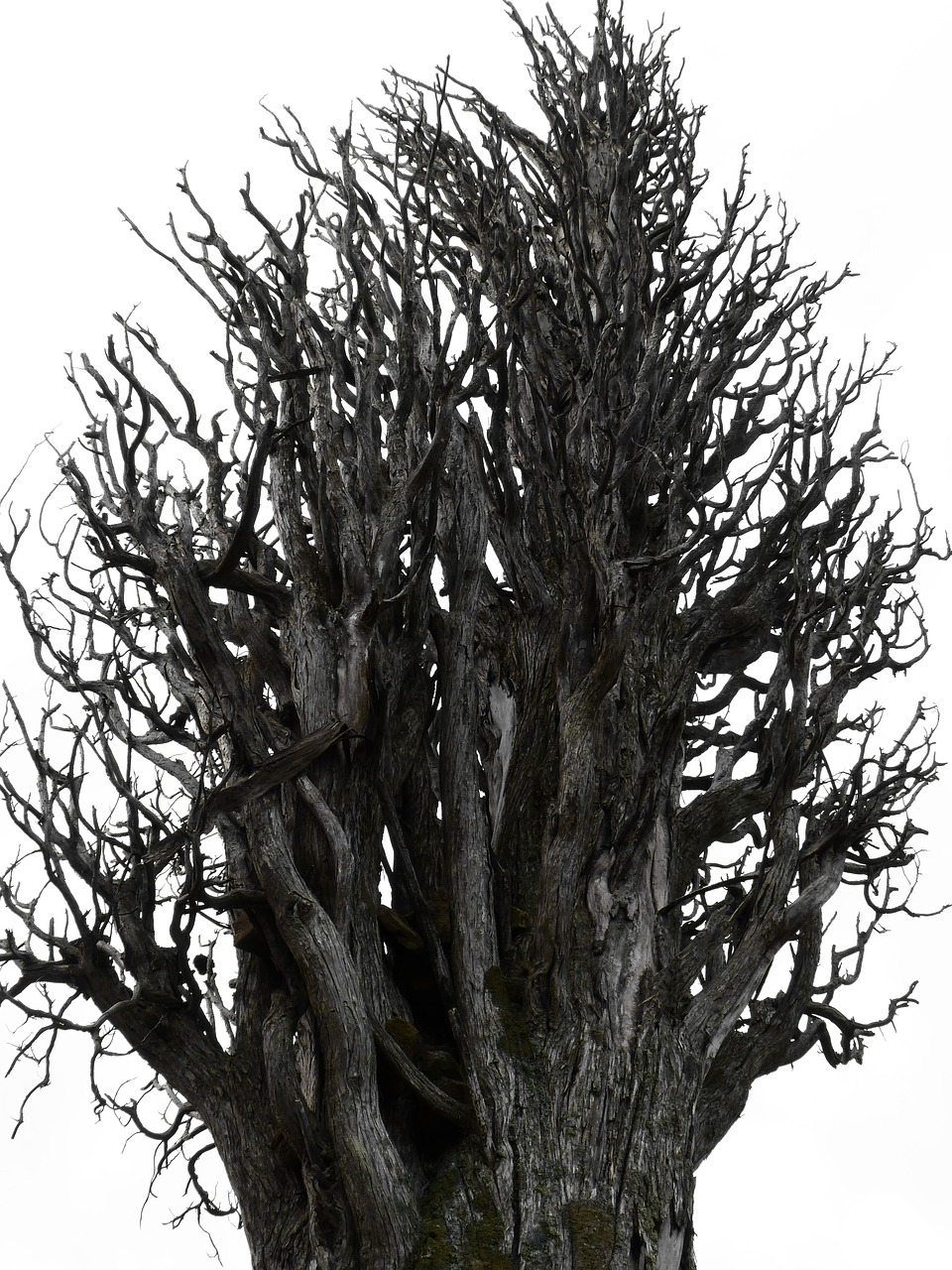 dry tree trunk cypress free photo