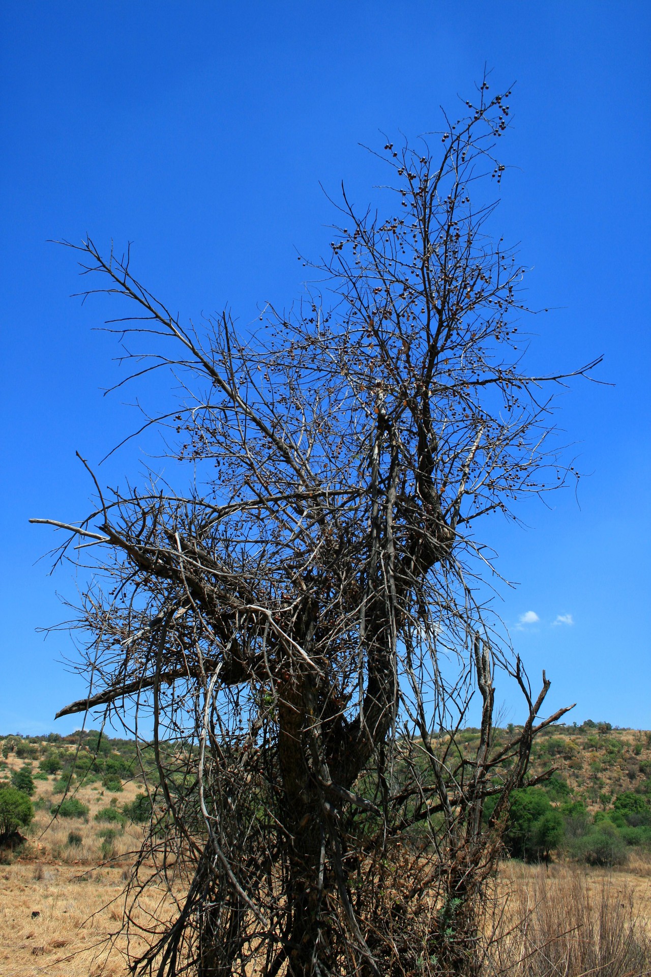 tree dry berries free photo