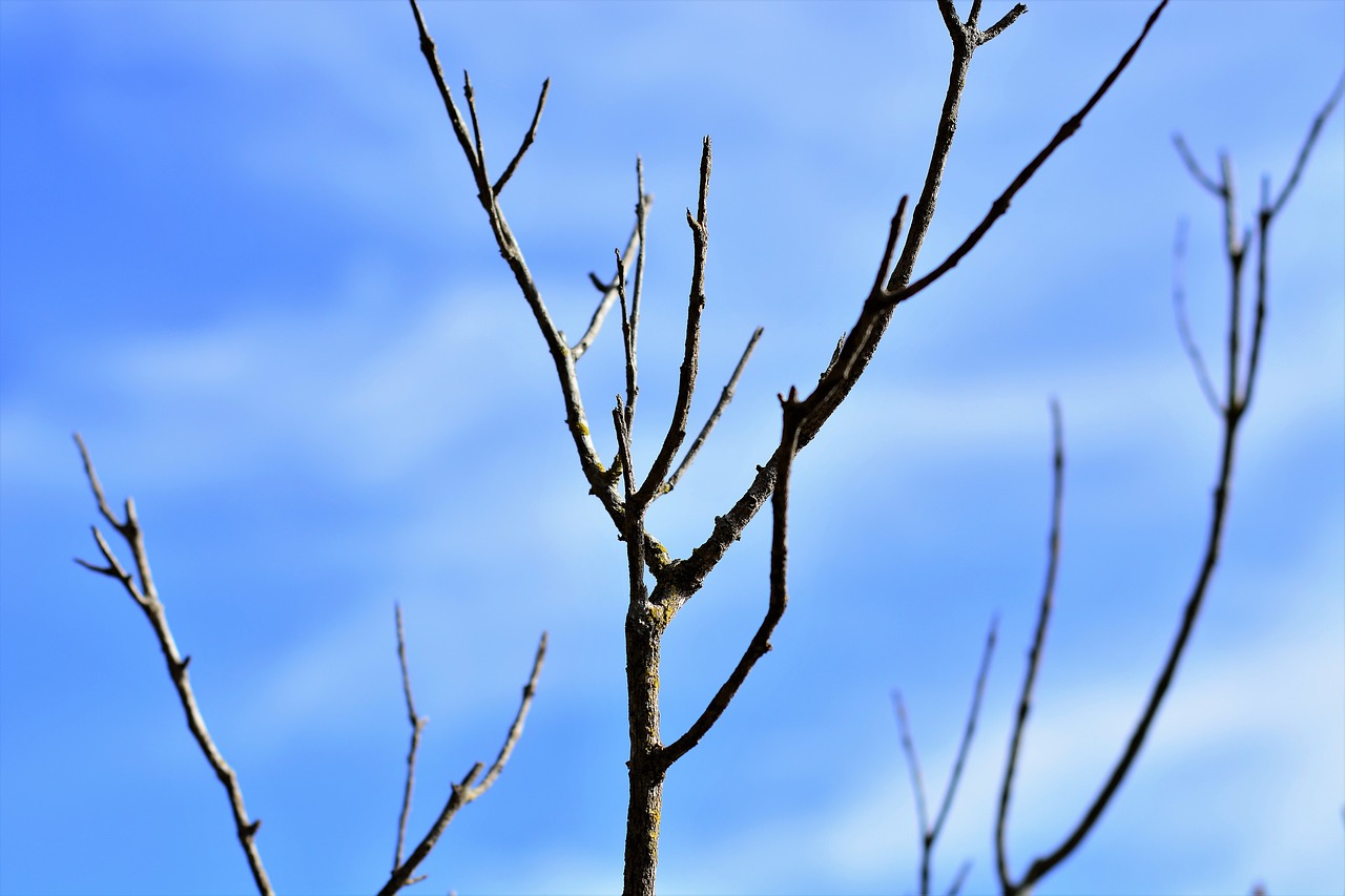 dry twigs blue sky ecology free photo