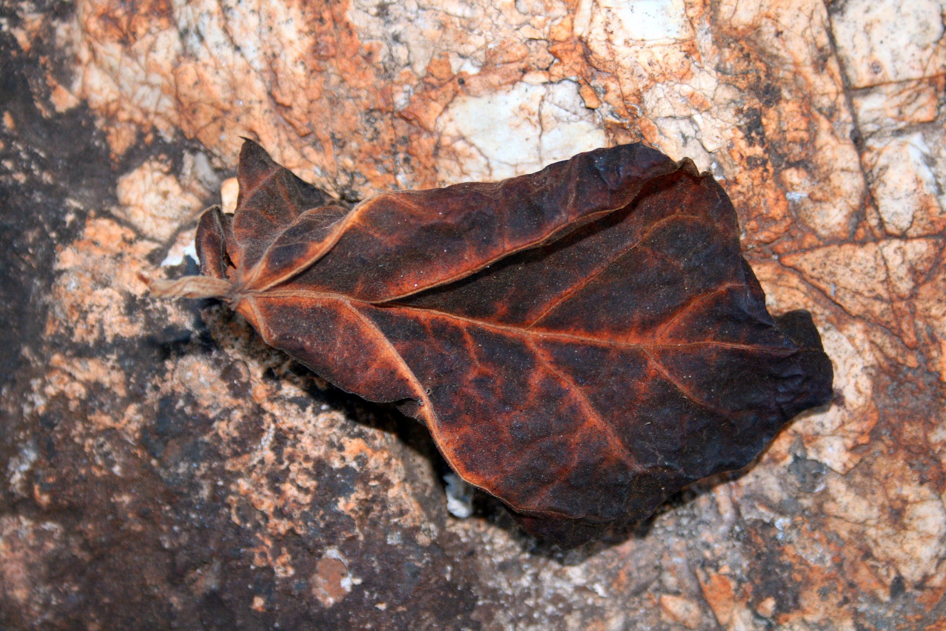 leaf brown dead free photo