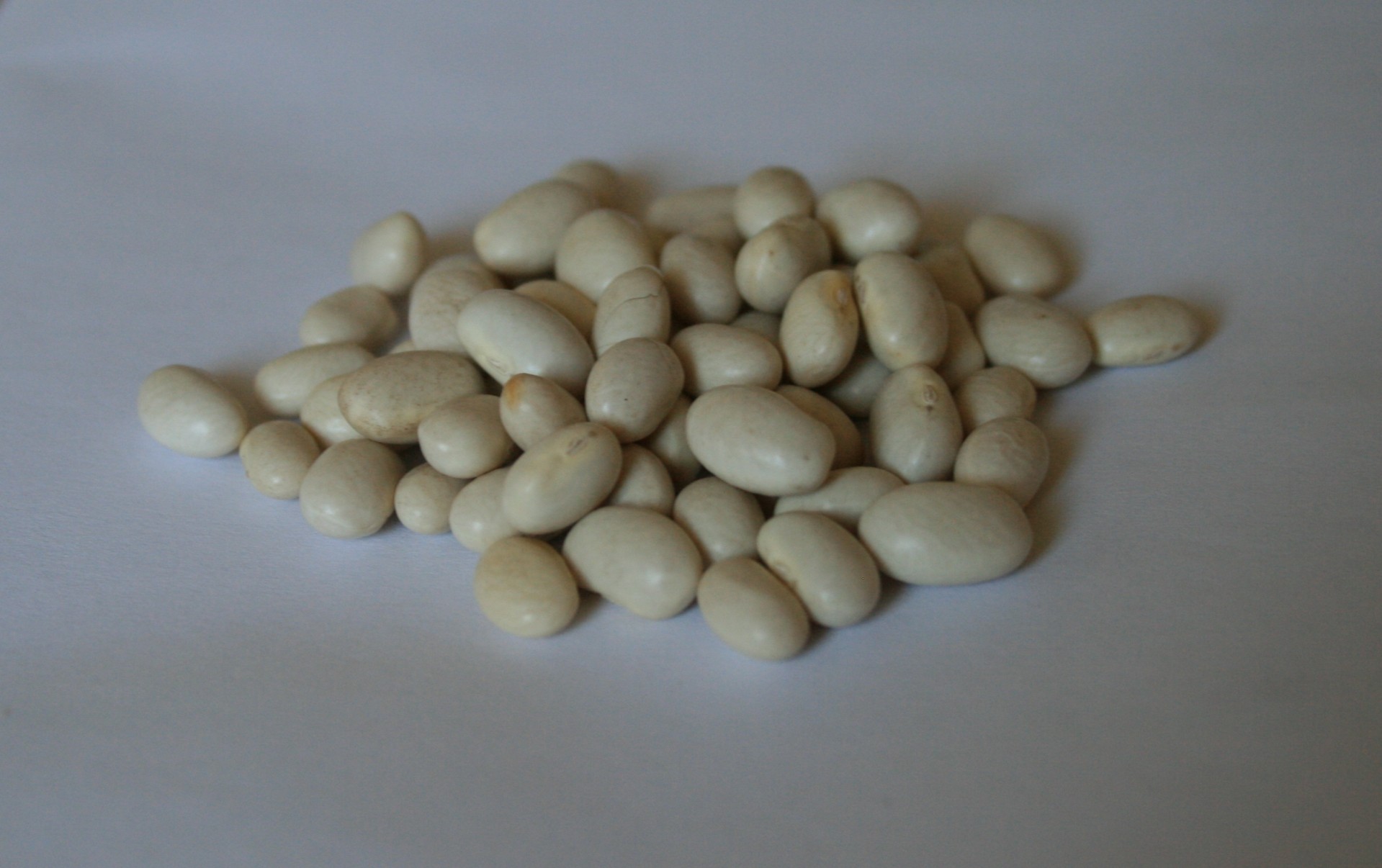 beans legumes white free photo