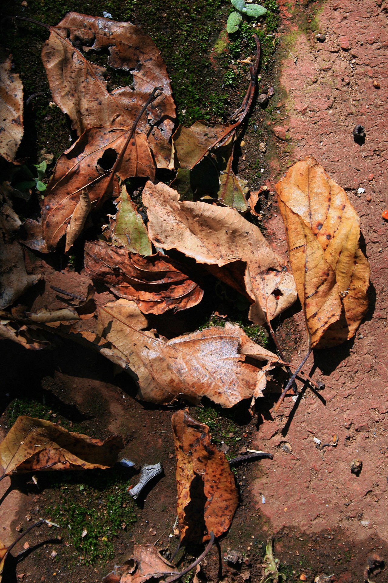 leaves dry brown free photo