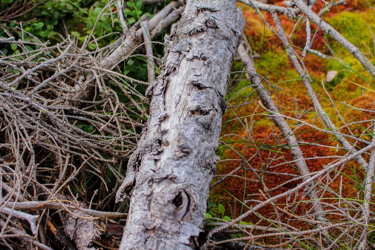 dry wood moss venerable free photo