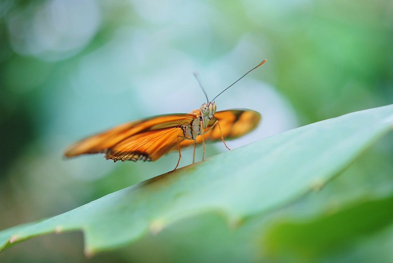 dryas julia julia longwin butterfly free photo